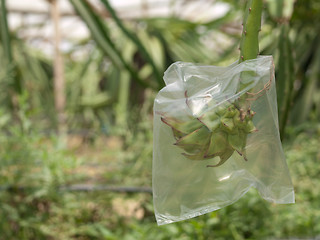 Image showing Dragon fruit farm