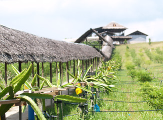 Image showing Dragon fruit farm