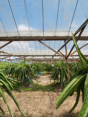 Image showing Dragon fruit farm