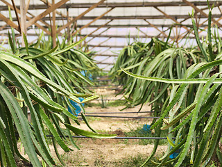 Image showing Dragon fruit farm