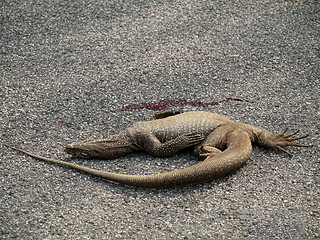 Image showing Dead iguana