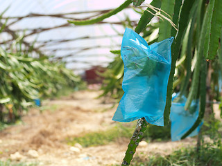 Image showing Dragon fruit farm