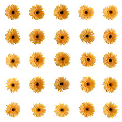 Image showing Yellow gerbera flowers