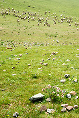 Image showing Goats in grassland