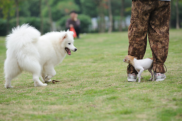 Image showing Two dogs playing