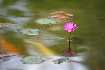 Image showing Water lily flower