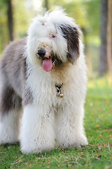 Image showing Old English sheepdog