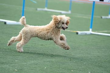 Image showing Poodle dog running