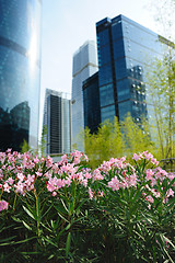 Image showing Flowers against modern building background