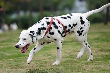 Image showing Dalmatian dog