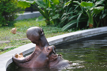 Image showing Hippopotamus amphibius