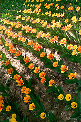 Image showing Tulip flowers