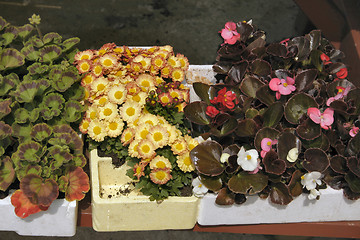 Image showing plants ready for transplanting