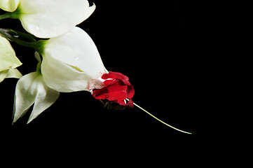 Image showing Clerodendron thomsonea flower