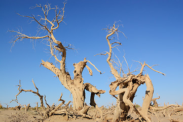 Image showing Dead trees