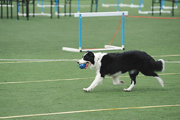 Image showing Border Collie dog running