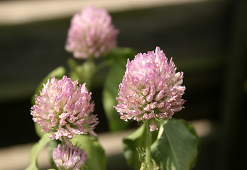 Image showing lilac clover wild flower