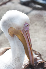 Image showing pelican