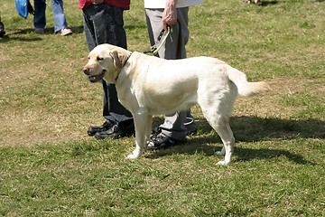 Image showing golden labrador guide dog for the blind