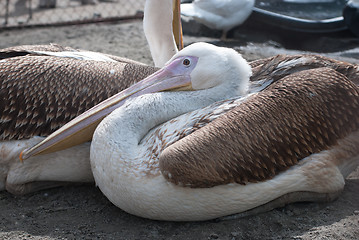 Image showing pelicans