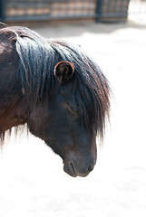 Image showing pony closeup