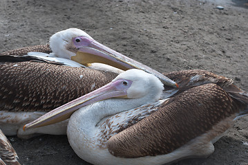 Image showing pelicans