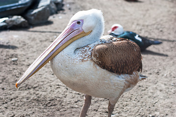 Image showing pelican