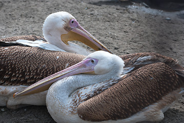 Image showing pelicans