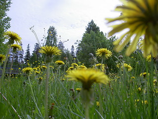 Image showing Dandelions