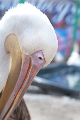 Image showing pelican