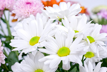 Image showing chrysanthemum