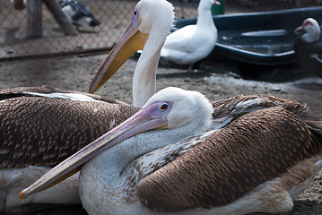 Image showing pelicans