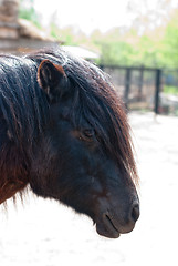 Image showing pony closeup