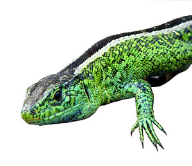Image showing Little green lizards     