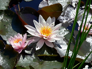 Image showing WATER LILY AND LILY PADS