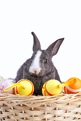 Image showing Easter Rabbits