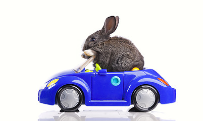 Image showing Rabbit driving a car