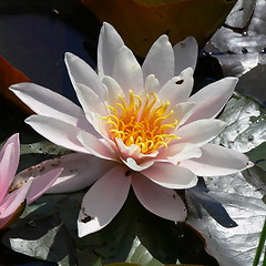 Image showing Water Lily and lily pads