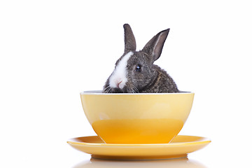 Image showing Rabbit inside a bowl 