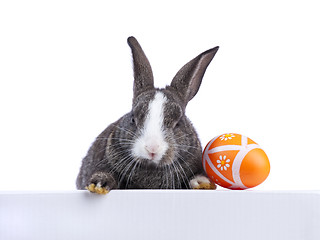 Image showing Easter rabbit holding a banner