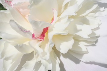 Image showing Peony