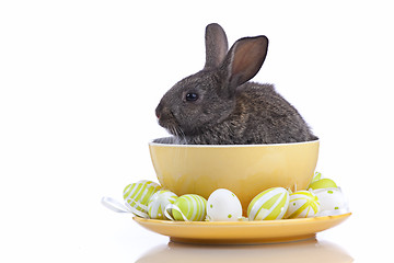 Image showing Easter Rabbits