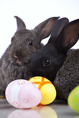 Image showing Easter Rabbits