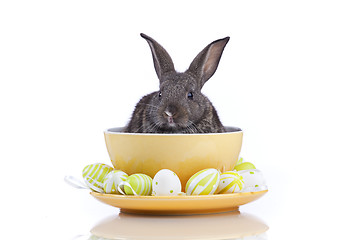 Image showing Easter Rabbits