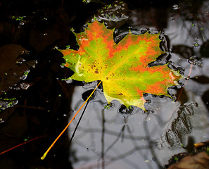 Image showing leaf fall