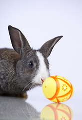 Image showing Easter Rabbits