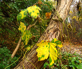 Image showing autumn