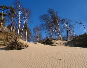 Image showing in dunes