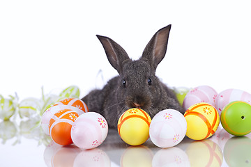 Image showing Easter Rabbits