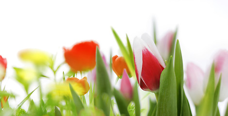 Image showing spring flowers